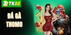 Đá Gà Thomo TK88 – Cách Xem Kèo & Kinh Nghiệm Sư Kê