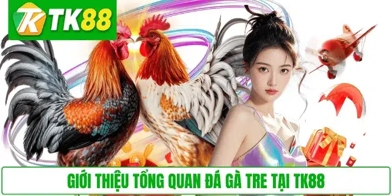 Giới thiệu tổng quan đá gà tre tại TK88