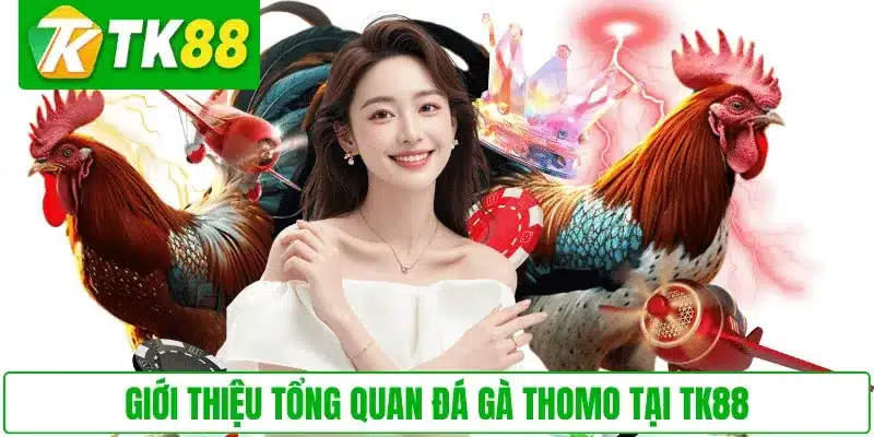 Giới thiệu tổng quan đá gà Thomo tại TK88